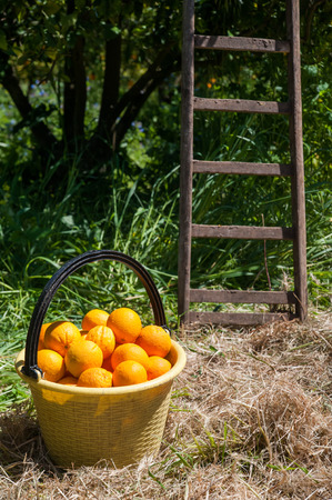 A yellow pail full of oranges and the bottom of a wooden ladder in a grooveの写真素材