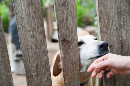 Stray dog behind the corral of a dog refuge and the hand of a girl petting itの写真素材