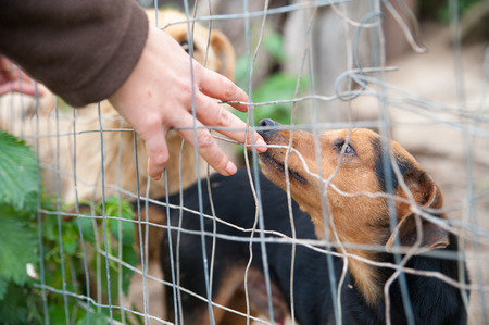 Stray dog behind the corral of a dog refuge and the hand of a girl petting itの写真素材