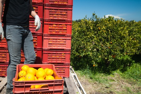 Red fruit boxes full of oranges loaded on a truck and snowy Mount Etna in the distance during harvest season in Sicilyの写真素材