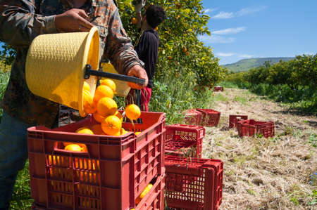 Orange picker at work while unloading a basket full of oranges in a box bigger fruit during harvest season in Sicilyの写真素材