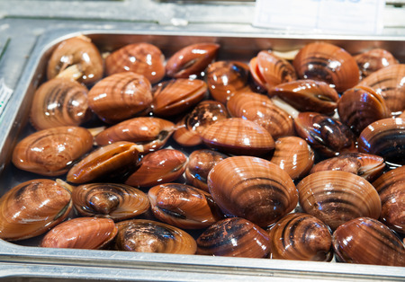 Hard clams for sale in the fish market of Catania Sicily