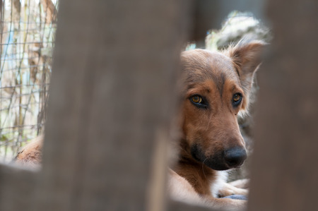 Scared stray dog looking behind the corral of a dog refugeの写真素材