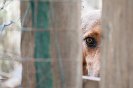 Scared stray dog looking behind the corral of a dog refugeの写真素材