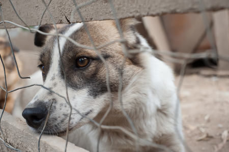 Stray dog behind the corral of a dog refugeの写真素材