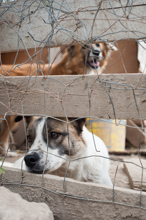 Stray dog behind the corral of a dog refugeの写真素材