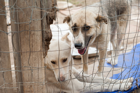 Stray dog behind the corral of a dog refuge