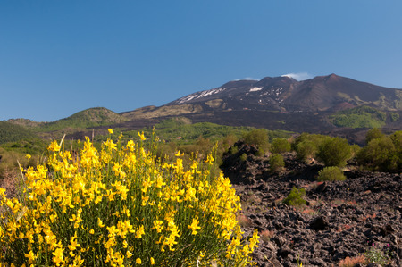 A typical broom plant of Mount Etna with a view of the volcanoの写真素材