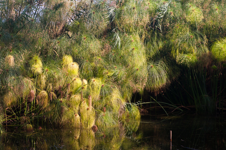 View of payrus plants in the natural reserve of Ciane river near Syracuseの写真素材