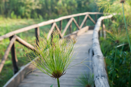 View of payrus plants in the natural reserve of Ciane river, Syracuse, growing close to a wooden path near the river springの写真素材