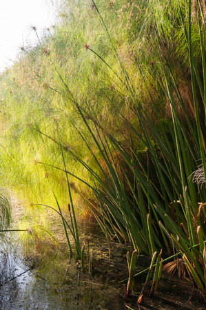 View of papyrus plants in the natural reserve of Ciane river near Syracuseの写真素材