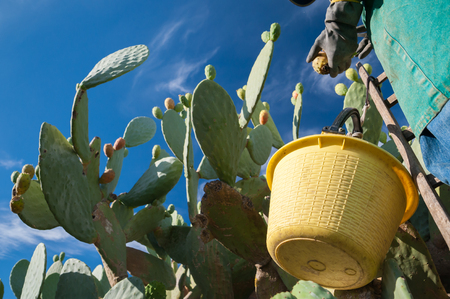 A prickly pear picker with his yellow pail on a wooden ladder during harvest season in Sicilyの写真素材