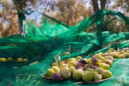 Just picked olives on a typical green netの写真素材