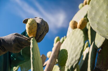 Close up view of a picker while picking a prickly pear  from a cactus plantの写真素材