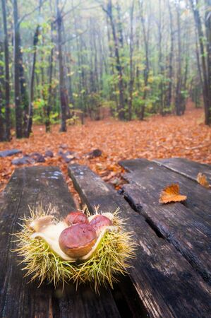 Chestnuts inside an open shell on a wooden table in Mount Etna park during fallの写真素材