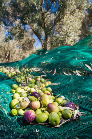 Just picked olives on a typical green netの写真素材