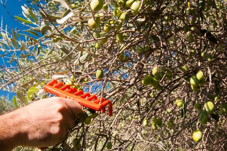 Hand of an olive picker at work with a red rake during harvest time