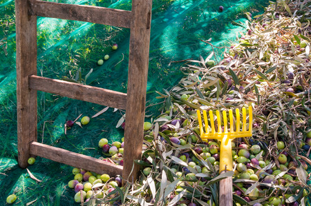 Wooden ladder and a yellow olive rake on a net during harvest seasonの写真素材