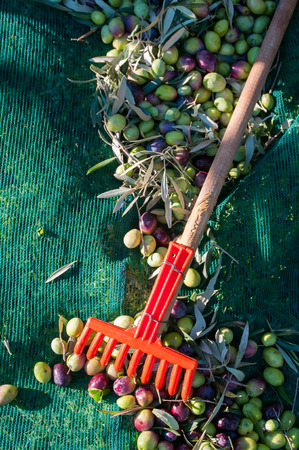Red olive rake and just picked olives on the netの写真素材