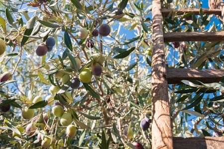 Close up view of some olives on a tree and a wooden ladder leaned on itの写真素材
