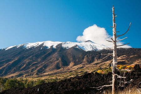 View of a naked pine tree trunk and the northern side of Mount Etnaの写真素材