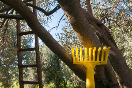 Yellow rake leaned on an olive tree and a wooden ladder behind itの写真素材