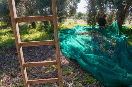 Wooden ladder leaned on a tree and olive pickers at work in the backgroundの写真素材