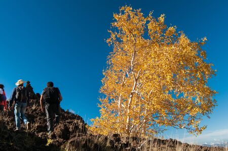 View of a beech tree alond the northern side of Mount Etna during fall and some hikers walkingの写真素材