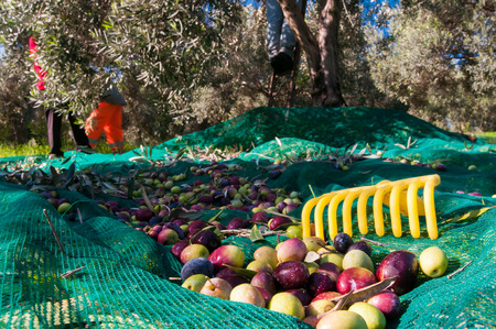 Yellow olive rake and just picked olives on the net and pickers at work in the backgroundの写真素材
