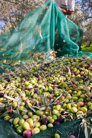 Just picked olives an the net during harvest timeの写真素材