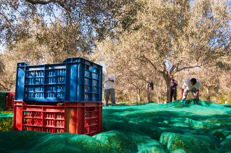 Fruit boxes on net and an olive pickers at workの写真素材