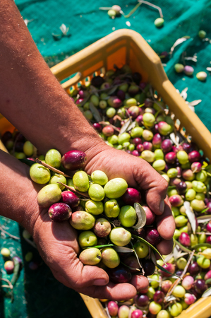 Hands of a picker holding a  handful of just picked olivesの写真素材