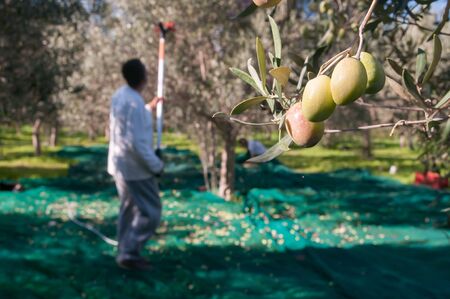 Close up view of some olives on a tree and a picker at work in the backgroundの写真素材
