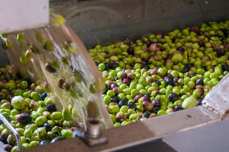 The process of olive cleaning in a modern oil millの写真素材