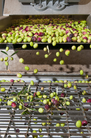 The process of olive cleaning and defoliation in a modern oil millの写真素材