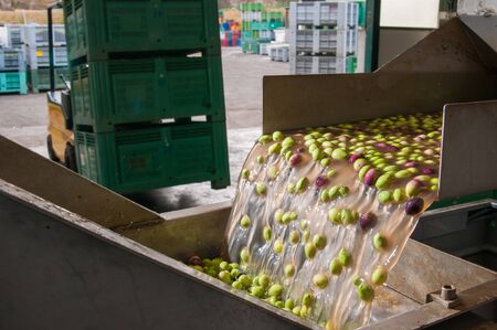 The process of olive cleaning in a modern oil mill