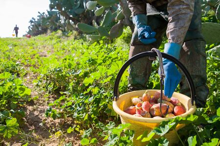 A picker fulling his pail with just picked prickly pears of the variety called bastardoni