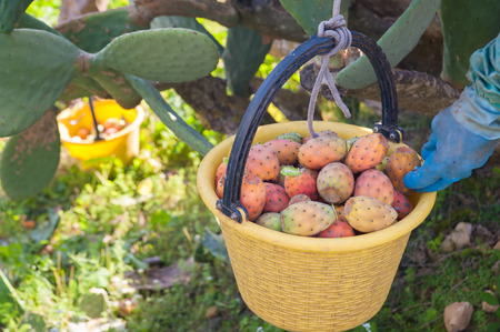 A picker fulling his pail with just picked prickly pears of the variety called bastardoniの写真素材