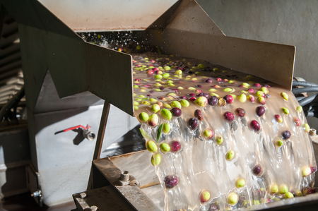 The process of olive cleaning and defoliation in a modern oil millの写真素材