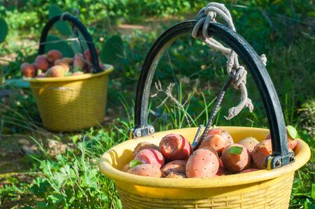 A yellow pail full of prickly pears of the variety called bastardoni in a cactus grove