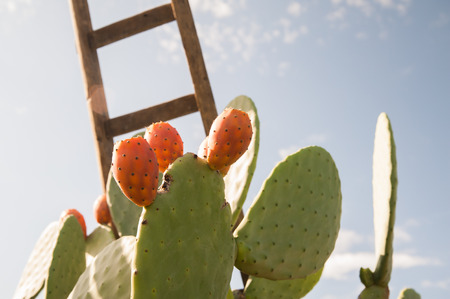 Prickly pear of the variety called bastardoni and a wooden ladder in a cactus grove during harvest...
