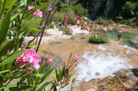 Flowered oleander tree in the natural reserve Cavagrande, Sicily, and one of its natural pools in the backgroundの写真素材