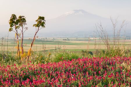 Field of sulla plant in the plain of Catania, Sicily, with a view of mount Etna in the distanceの写真素材
