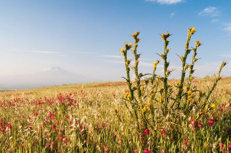 A plant of yellow marian cardoon and sulla flowers in the fields of the Catania plain, Sicily, and a view of mount Etna in the distanceの写真素材