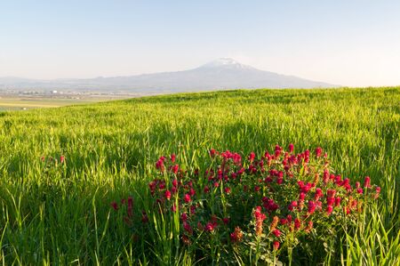 Sulla plant in the plain of Catania, Sicily, with a view of mount Etna in the distanceの写真素材