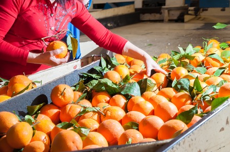 Tarocco orange fruits in a washing machine of a modern production line