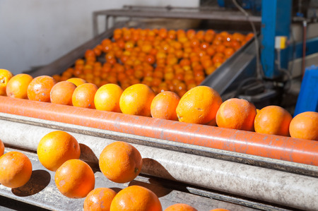 Tarocco orange fruits in a modern roll defoliation machine before the washing bathの写真素材