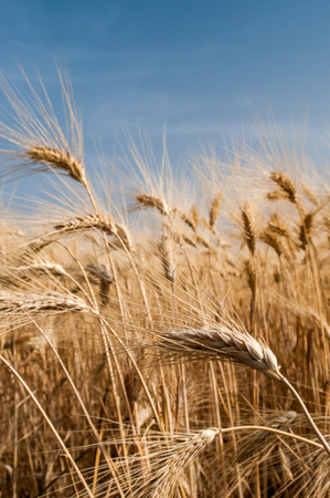 Ears of corn against a blue skyの写真素材