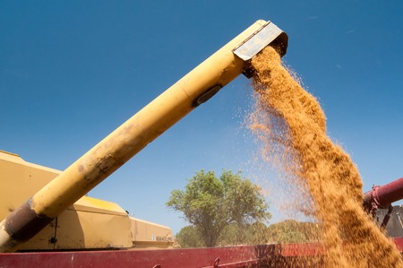 Threshing machine pouring the just harvested wheat into a siloの写真素材