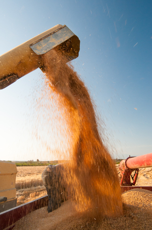 Threshing machine pouring the just harvested wheat into a siloの写真素材